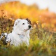 Tracker GPS Tractive pour chiens et chats
