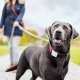 Tracker GPS Tractive pour chiens et chats